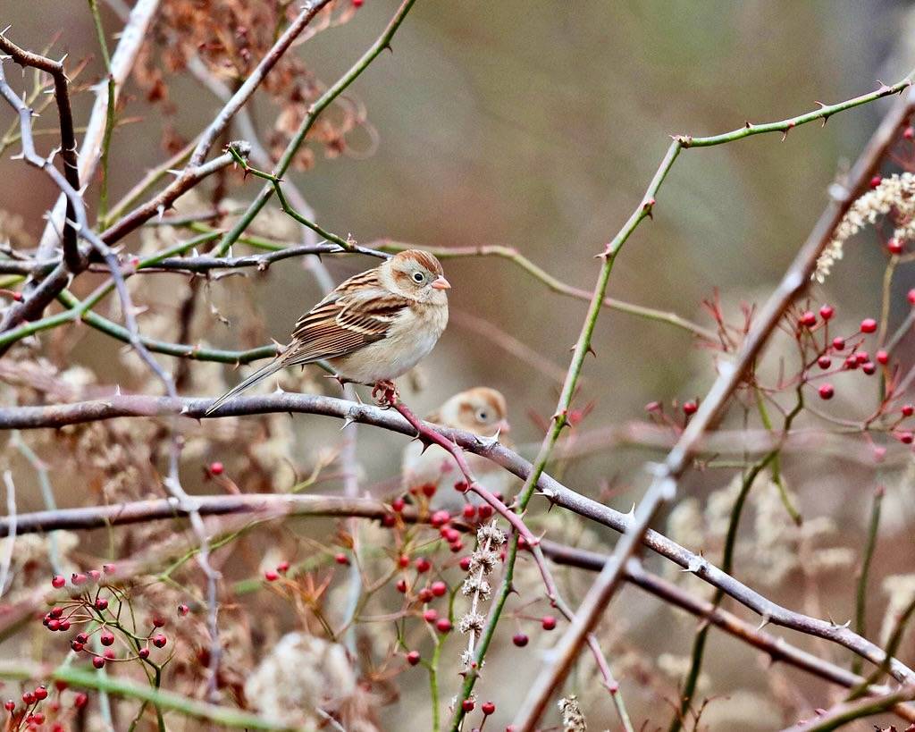 two Field Sparrows - Spizella pusilla by tcmurray74 is licensed under CC BY-NC 2.0.